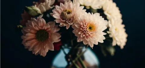 Популярные и редкие сорта хризантем, история их появления